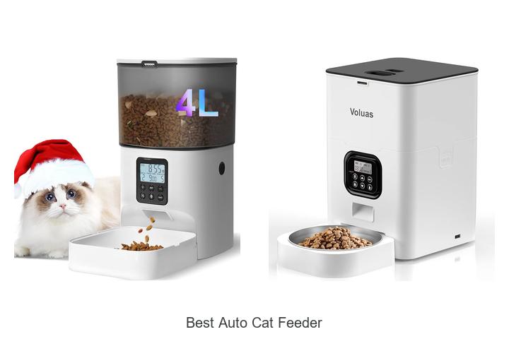best auto cat feeder