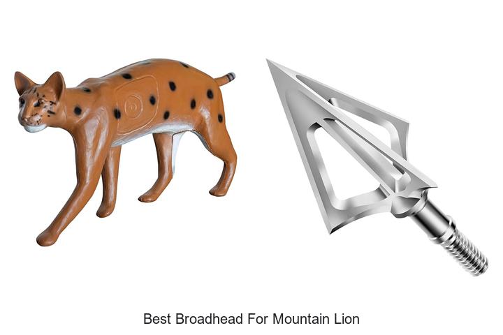 best broadhead for mountain lion