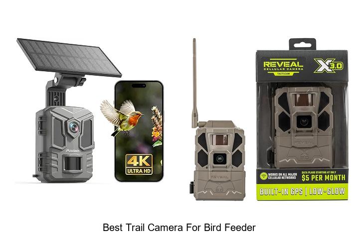 best trail camera for bird feeder