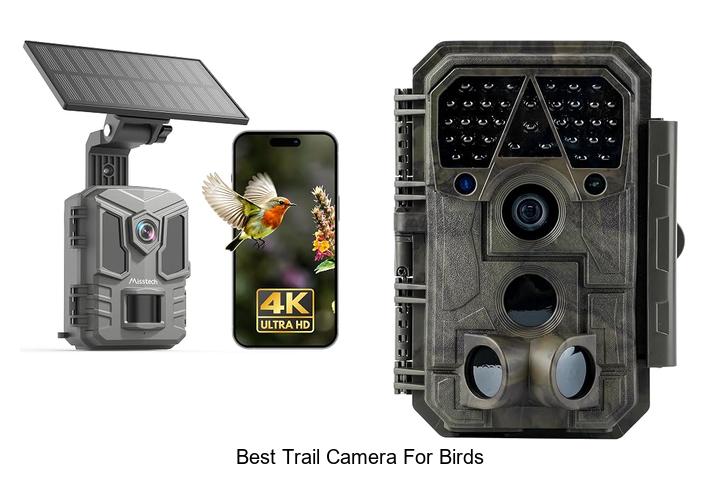 best trail camera for birds